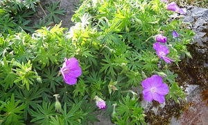 Geranie Pelargonie